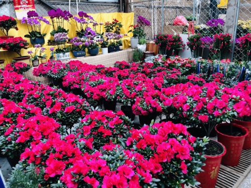 濰有年味，花卉市場購銷兩旺