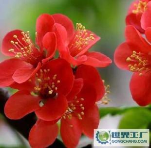 基地直銷優質花卉苗木 西府海棠、帖梗海棠與紅寶石海棠