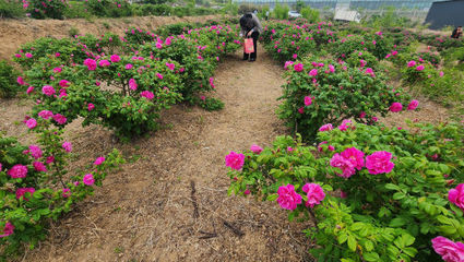 玫瑰谷夜宿記 智能家電點(diǎn)亮浪漫之夜
