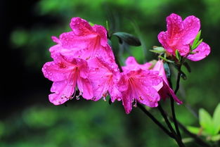 杜鵑花開(kāi)紅艷艷 當(dāng)傳統(tǒng)花卉與現(xiàn)代機(jī)械相遇