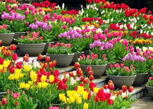 球根花卉種植搭配攻略與機(jī)械設(shè)備應(yīng)用指南