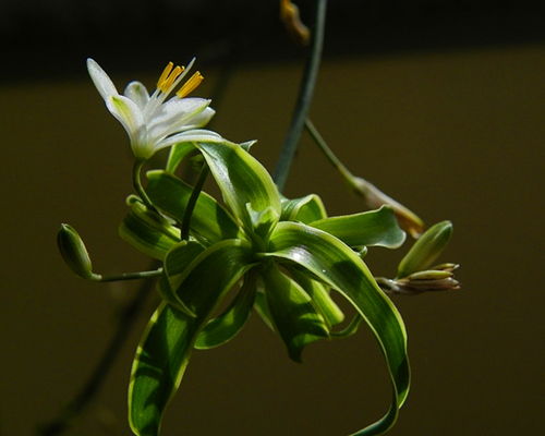 武漢鮮花與容器批發 玫瑰百合富貴竹，水培玻璃瓶與家電一站式采購