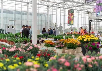 2億元！上海這個鎮靠侍弄花草實現高產出，“特色農產品”做成了商品花卉